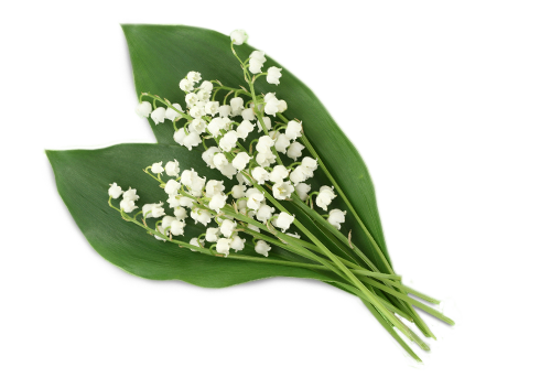 Download PNG image - Lily of The Valley PNG Clipart 