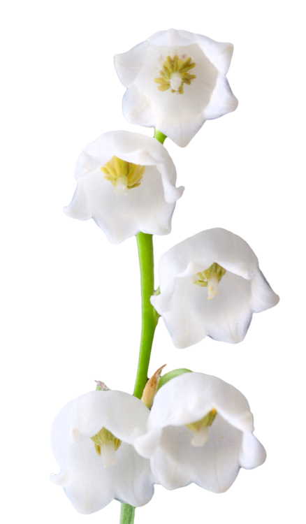 Download PNG image - Lily of The Valley PNG Photos 