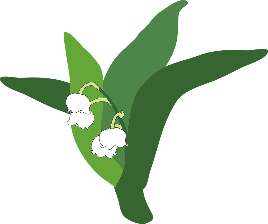 Download PNG image - Lily of The Valley PNG Pic 