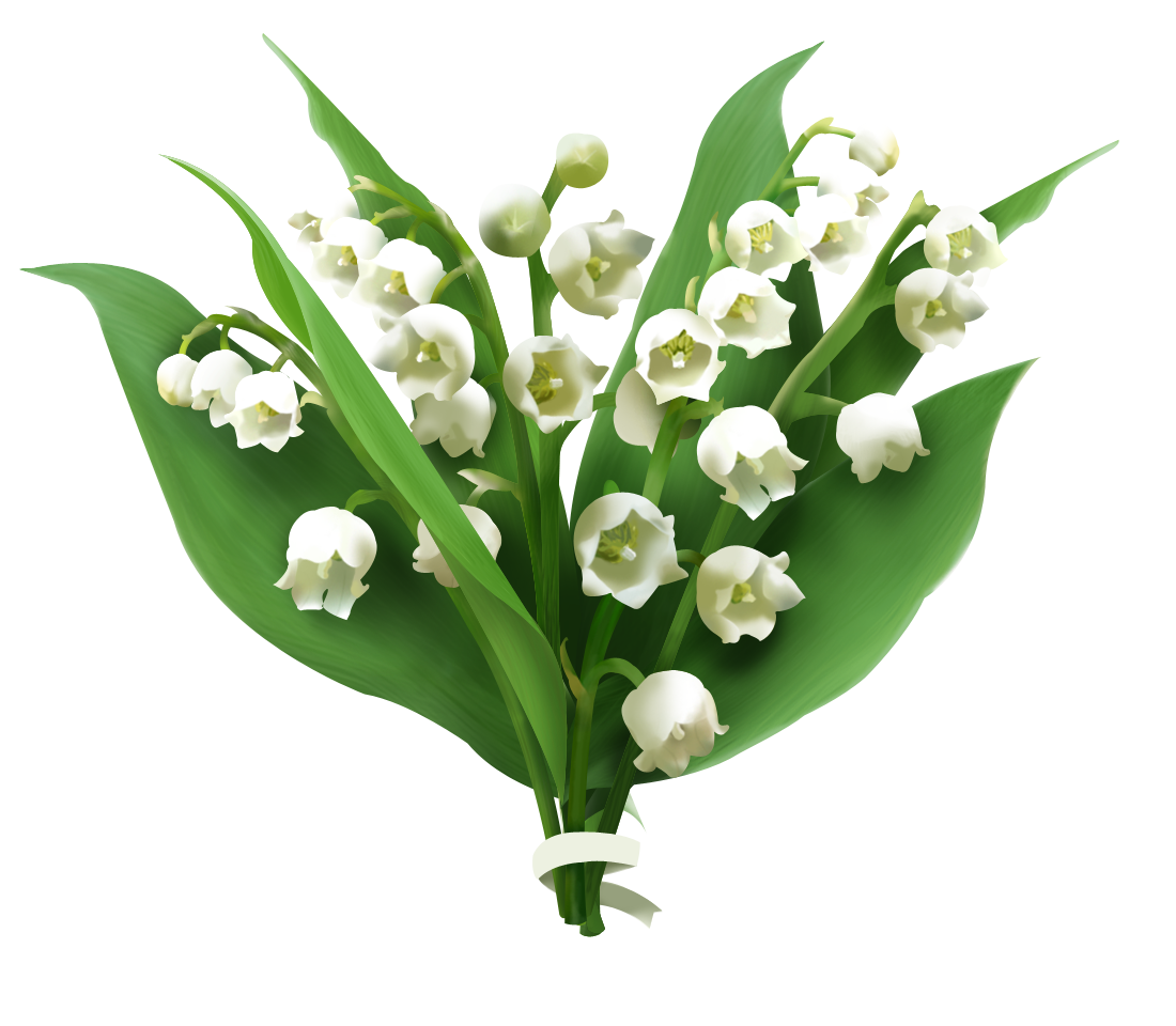 Download PNG image - Lily of The Valley PNG Picture 