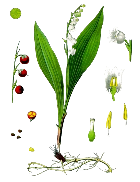 Download PNG image - Lily of The Valley PNG Transparent Image 