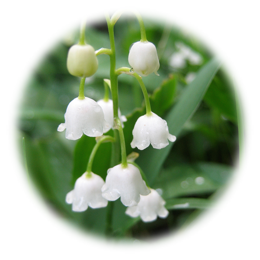 Download PNG image - Lily of The Valley Transparent Background 