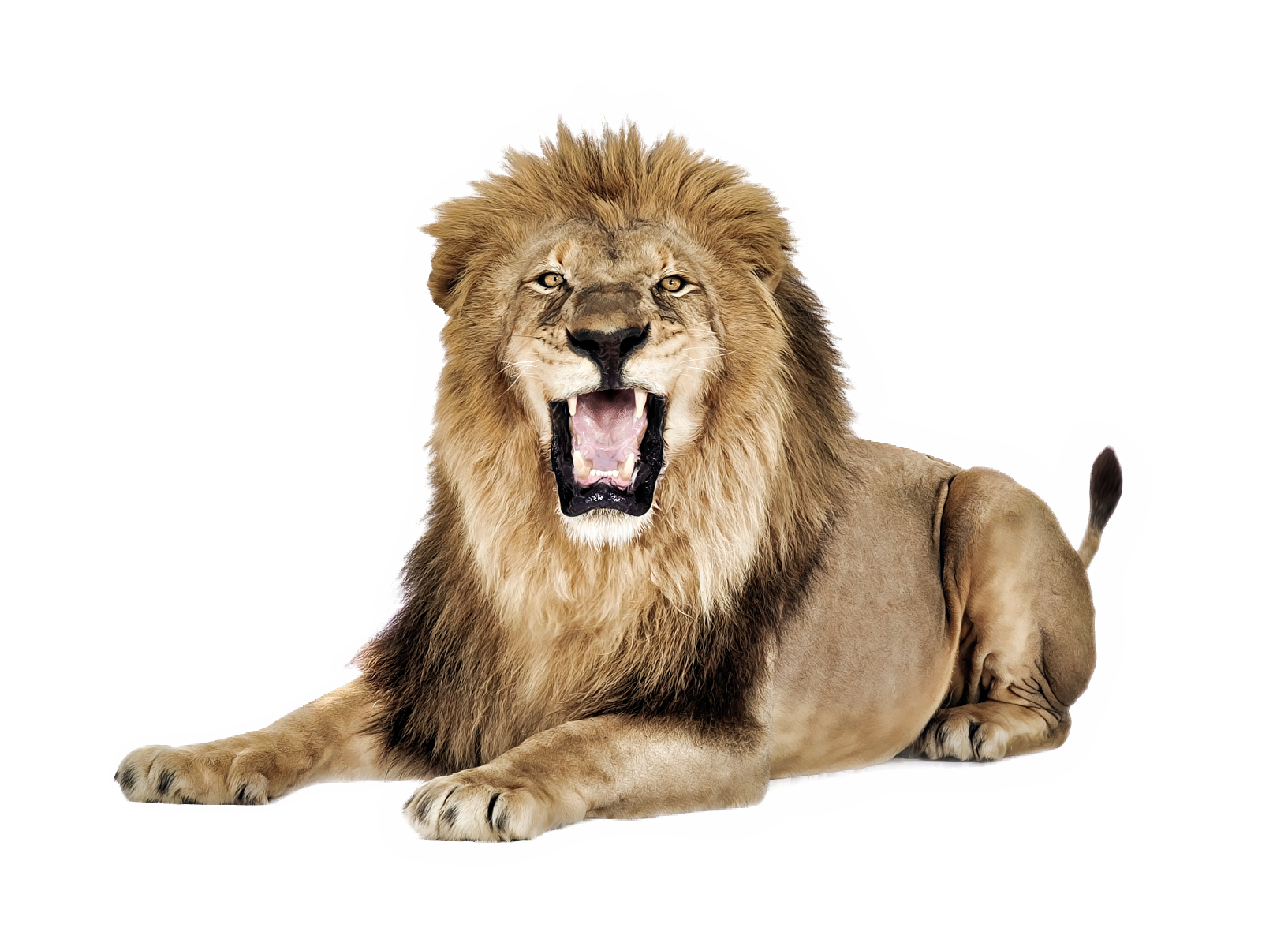 Download PNG image - Lioness Roar PNG Pic 