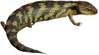 Download PNG image - Lizard PNG Clipart 