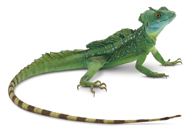 Download PNG image - Lizard PNG Photos 