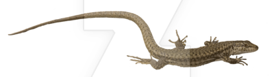 Download PNG image - Lizard PNG Picture 
