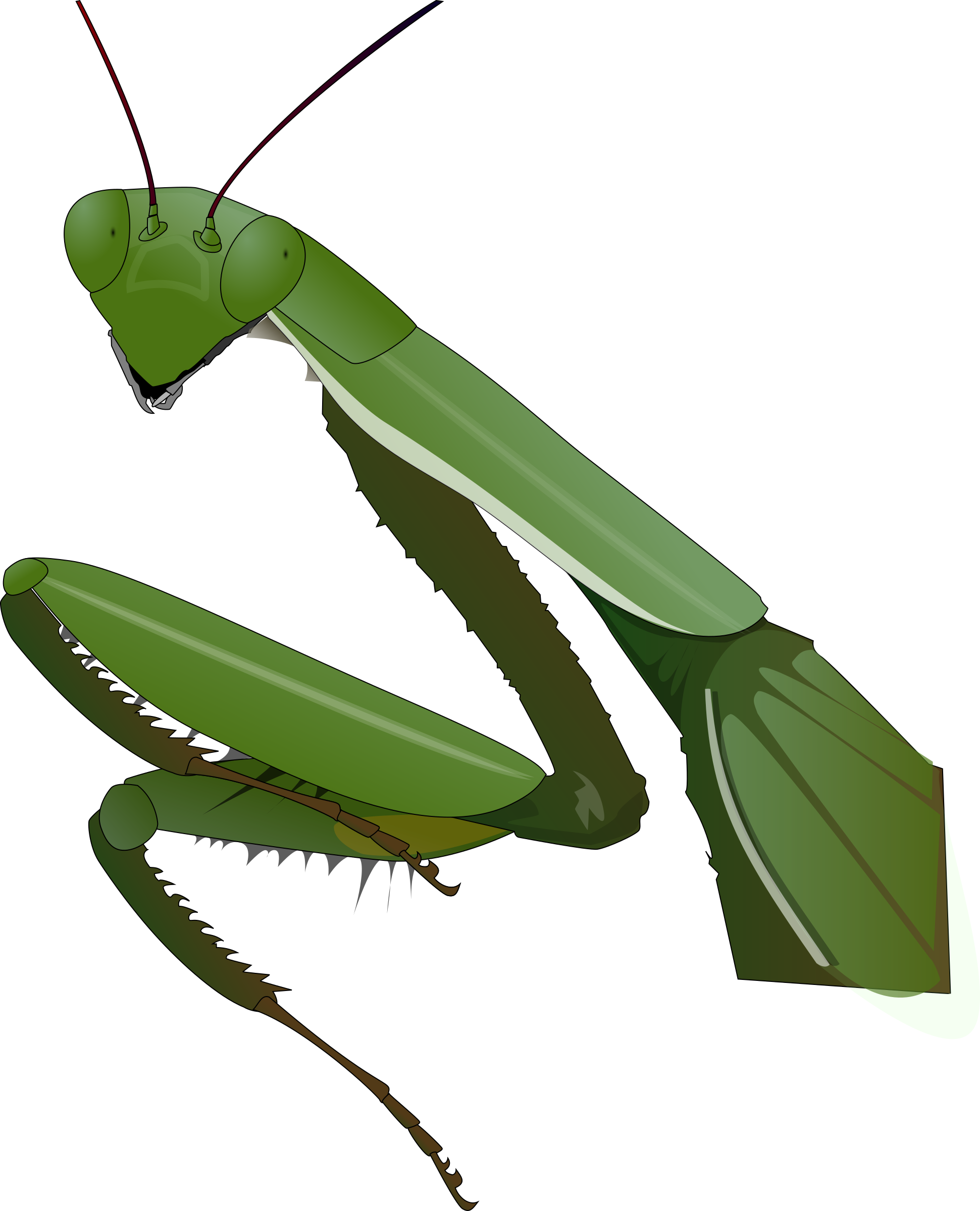 Download PNG image - Mantis PNG Clipart 