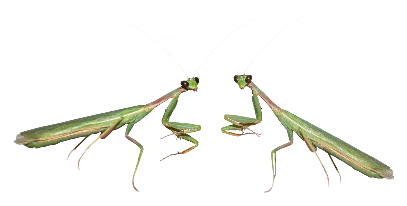 Download PNG image - Mantis PNG File 