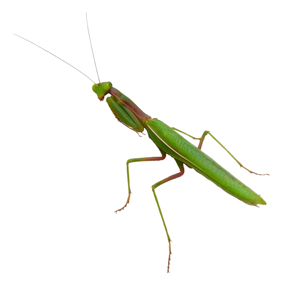 Download PNG image - Mantis PNG Image 