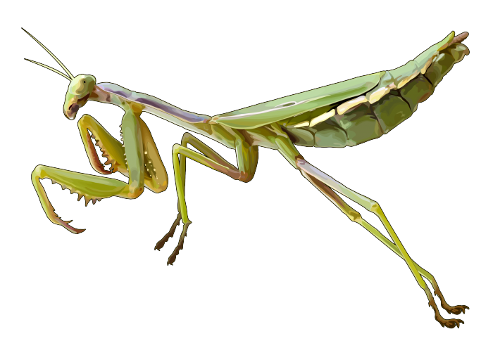 Download PNG image - Mantis PNG Pic 