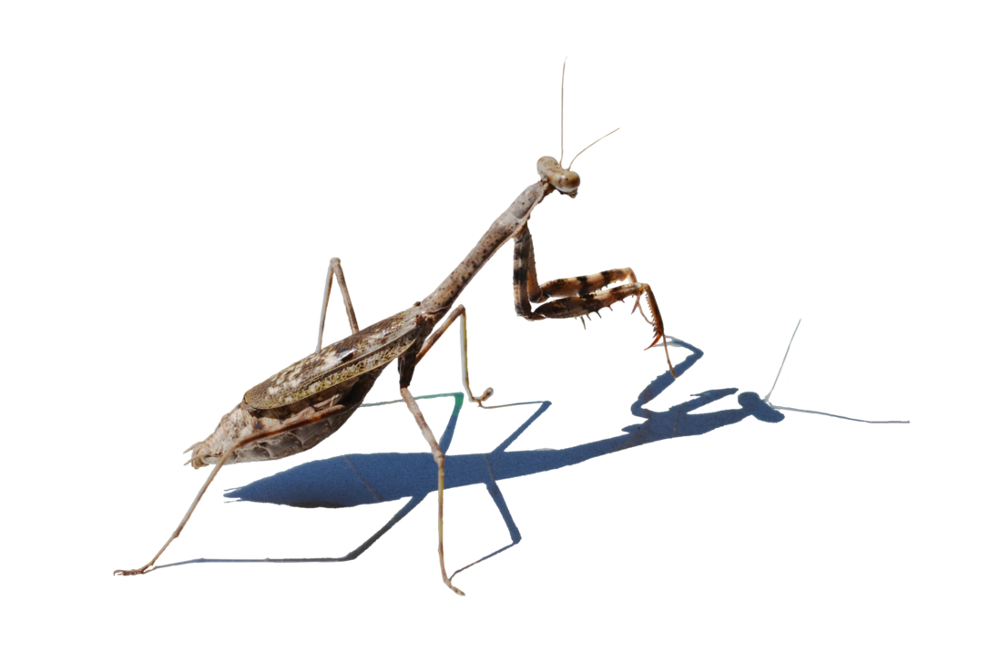 Download PNG image - Mantis PNG Picture 