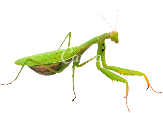Download PNG image - Mantis PNG Transparent Image 