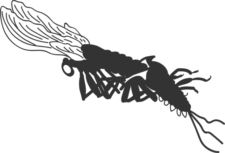 Download PNG image - Mayfly PNG Free Download 