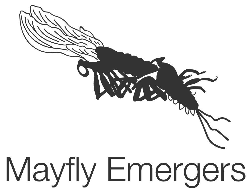 Download PNG image - Mayfly PNG Picture 