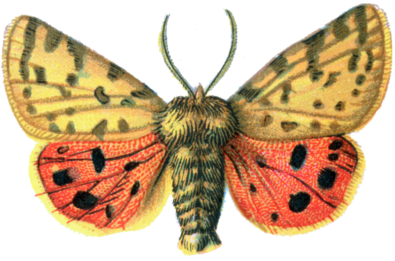 Download PNG image - Moth PNG File 
