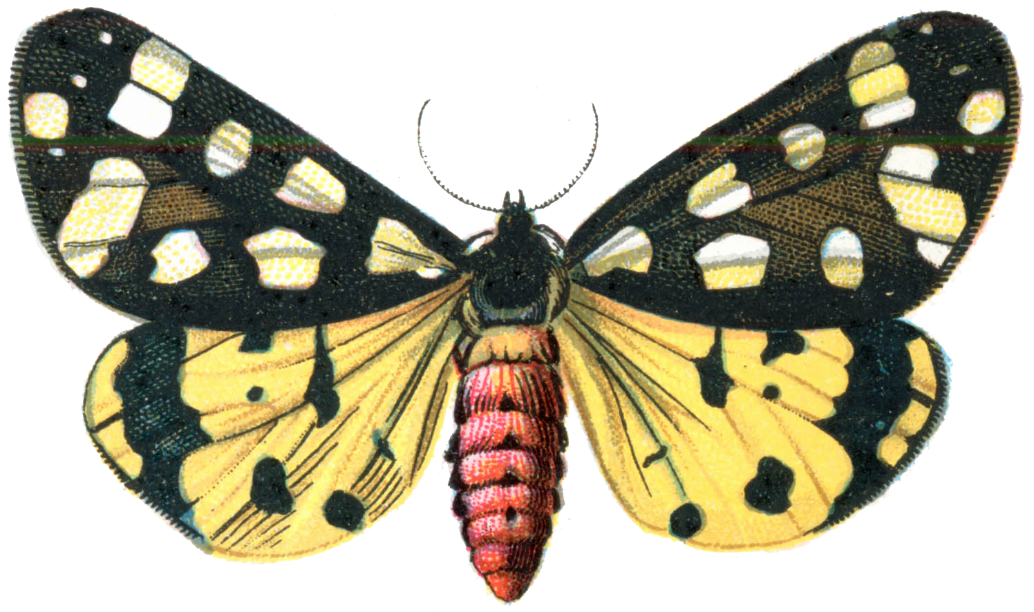 Download PNG image - Moth PNG Image 