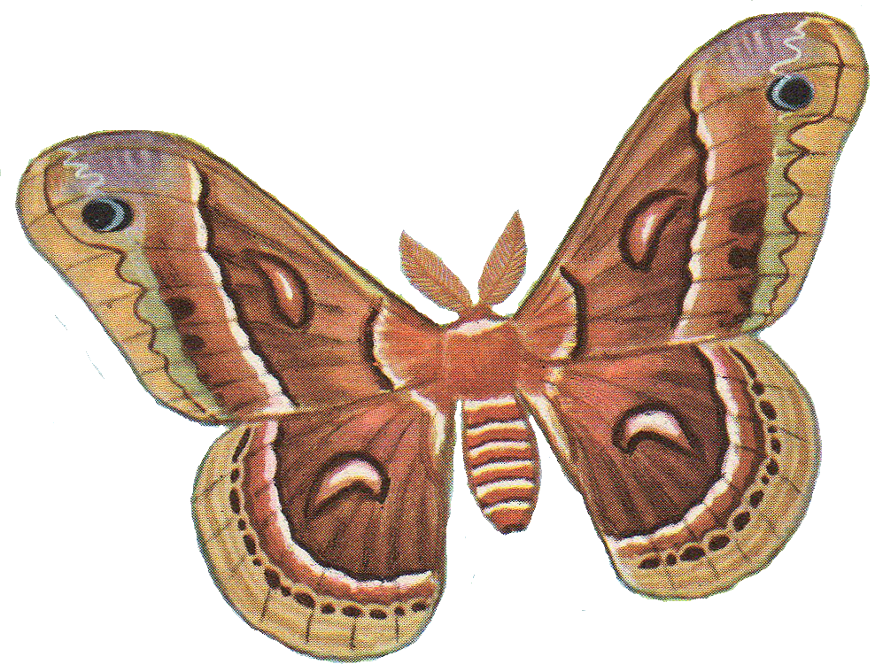 Download PNG image - Moth PNG Photos 