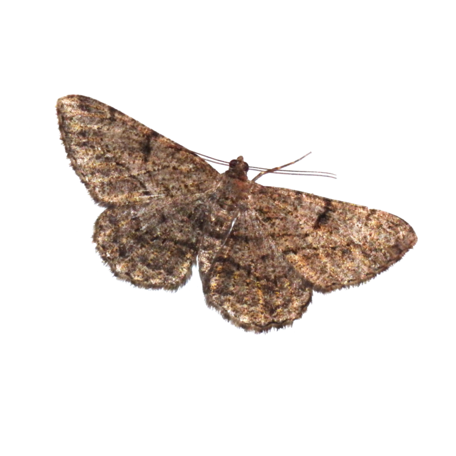 Download PNG image - Moth PNG Transparent Picture 