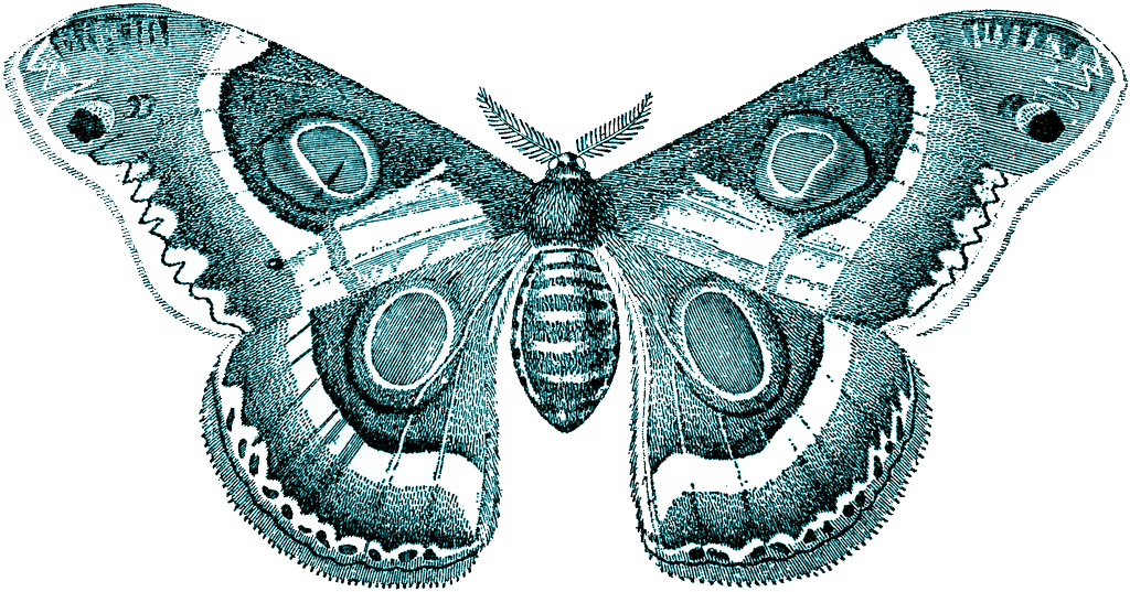 Download PNG image - Moth Transparent PNG 