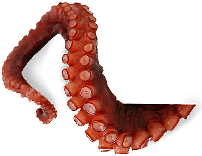 Download PNG image - Octopus Tentacles PNG Transparent Picture 