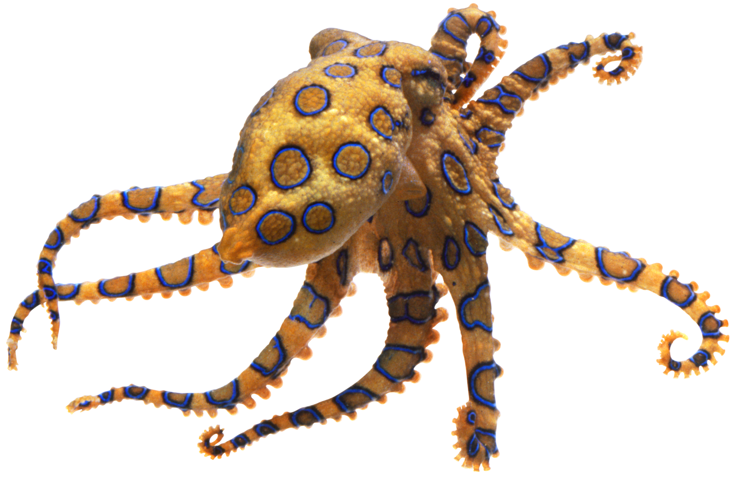 Download PNG image - Octopus Transparent PNG 