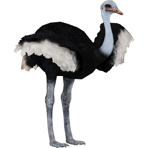 Download PNG image - Ostrich PNG Pic 