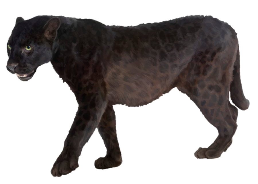 Download PNG image - Panther PNG Transparent Picture 