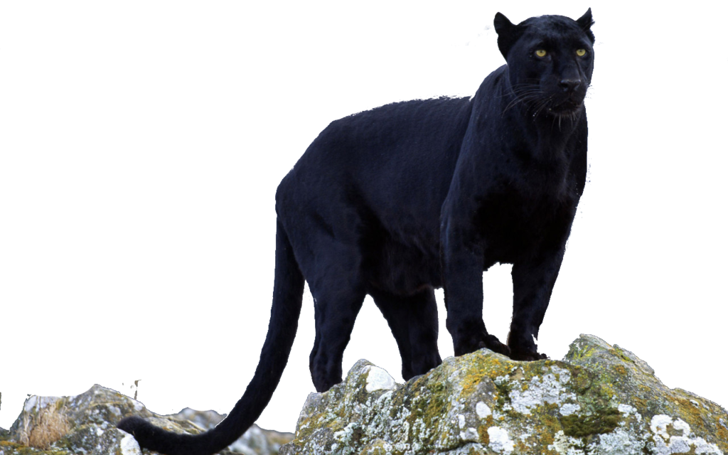 Download PNG image - Panther Transparent Background 