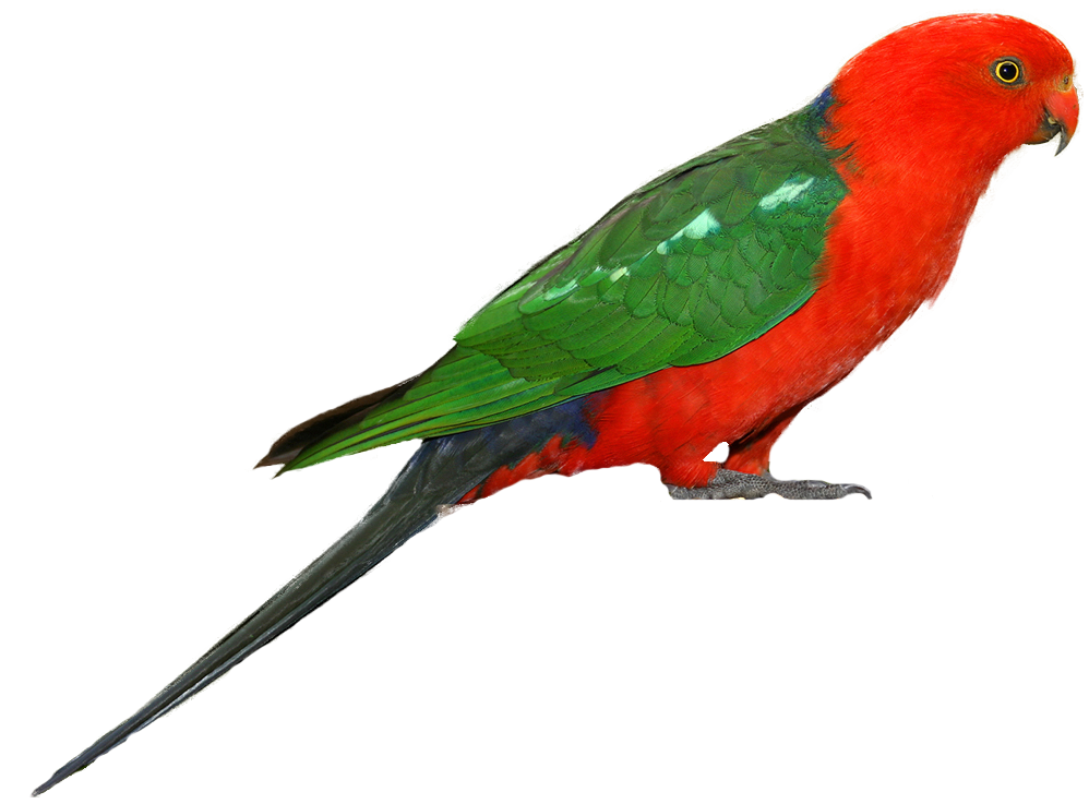 Download PNG image - Parrot PNG Clipart 