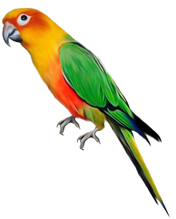 Download PNG image - Parrot PNG File 