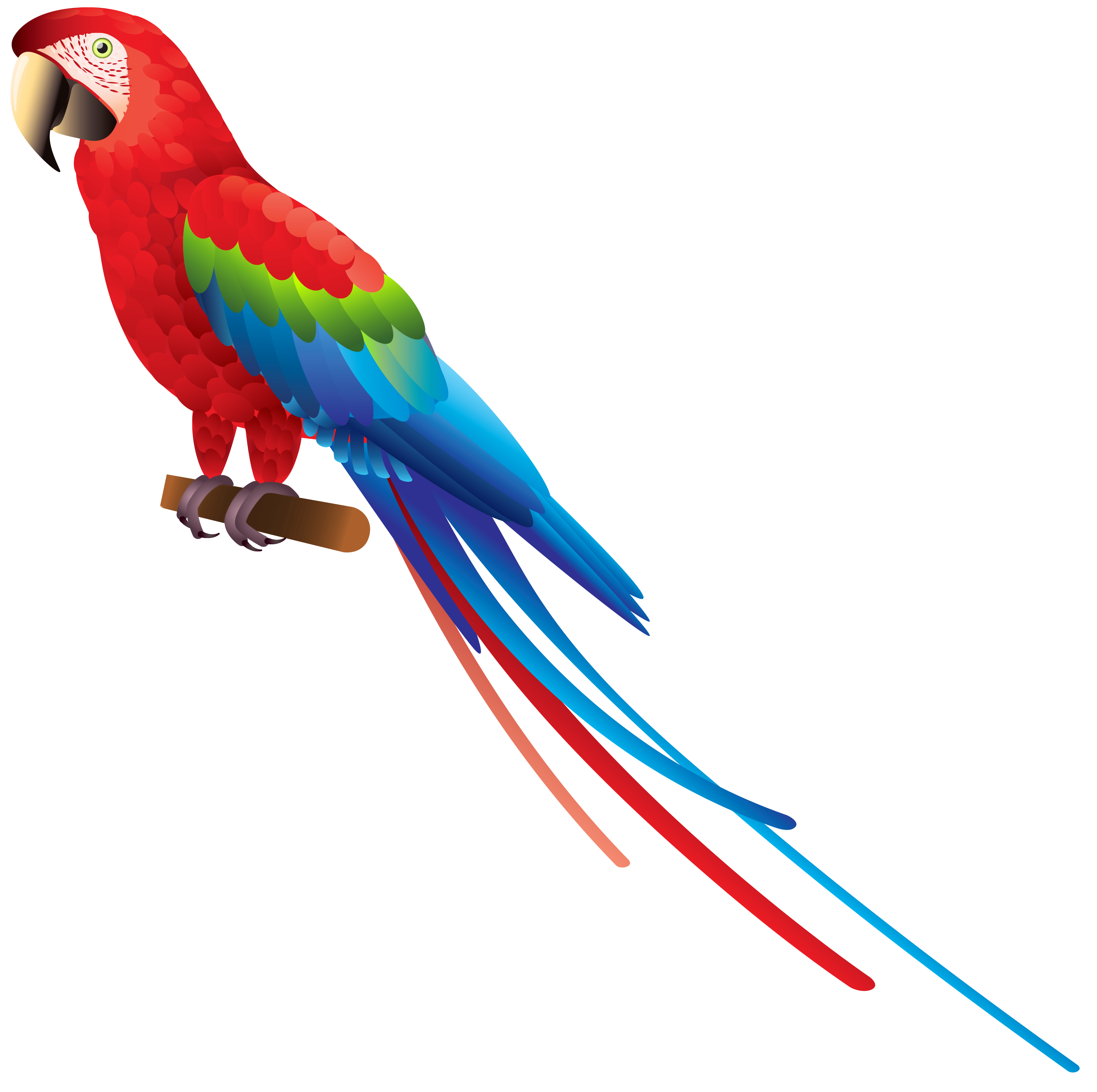 Download PNG image - Parrot PNG Image 
