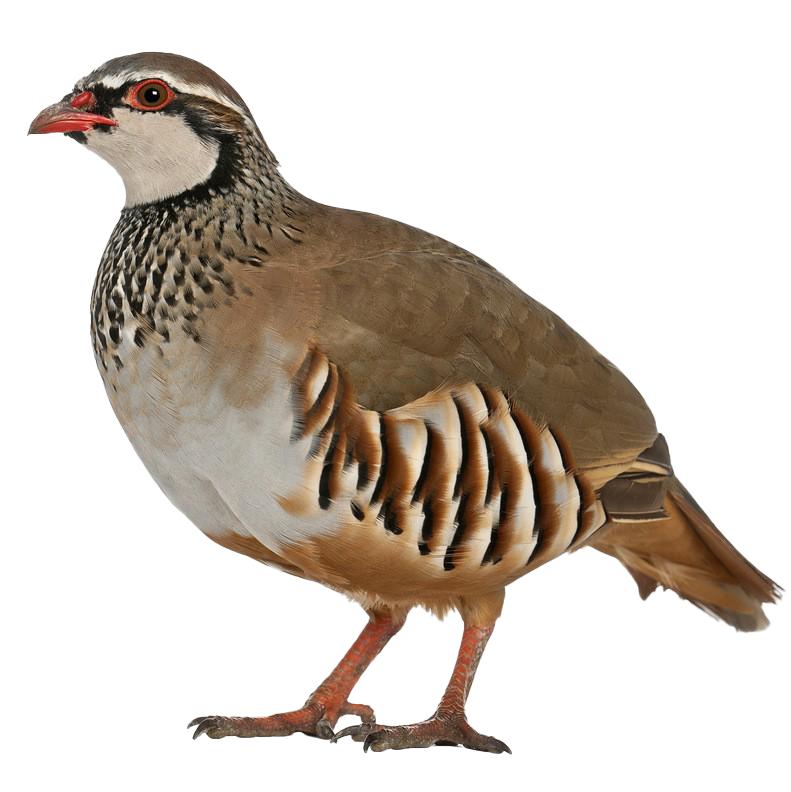 Download PNG image - Partridge Background PNG 