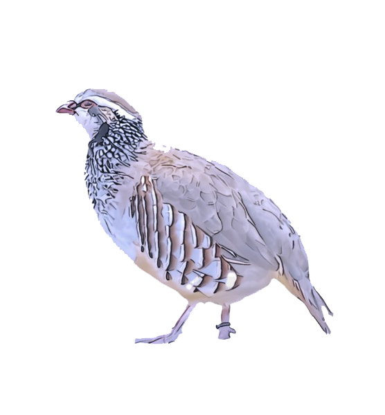 Download PNG image - Partridge PNG Background Image 