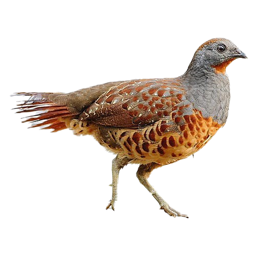 Download PNG image - Partridge PNG Photo 