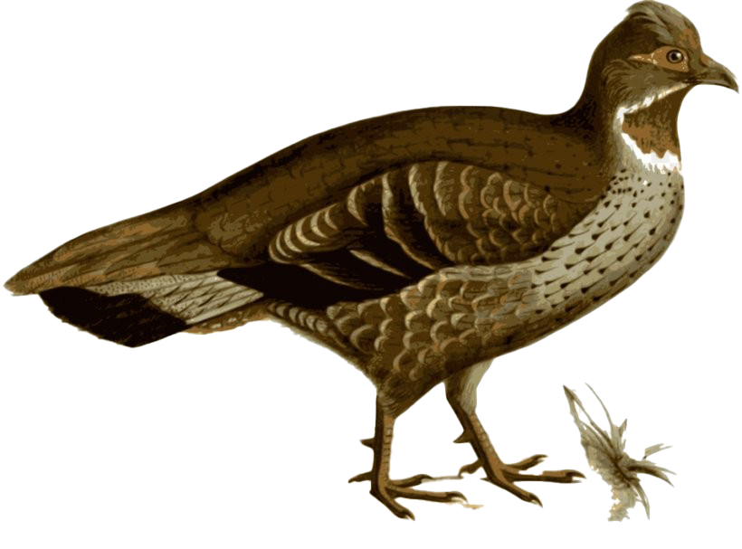 Download PNG image - Partridge PNG Pic 