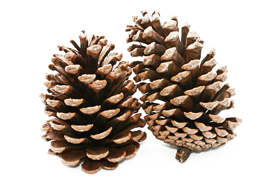 Download PNG image - Pine Cone PNG Clipart 