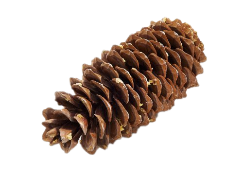 Download PNG image - Pine Cone PNG Image 