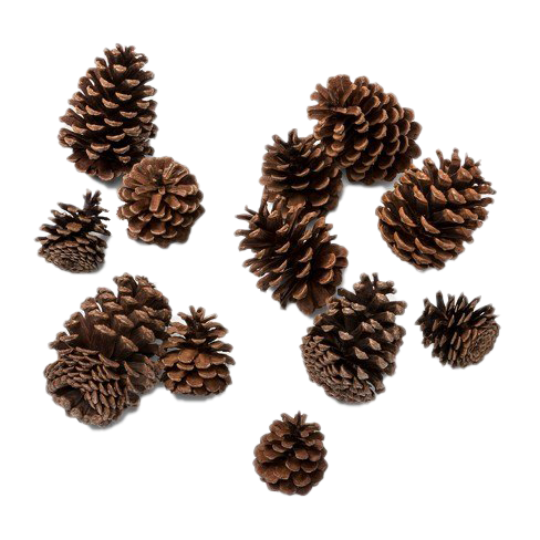 Download PNG image - Pine Cone PNG Photos 