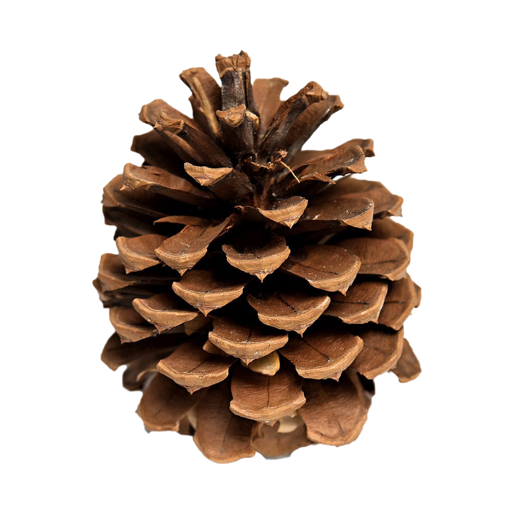Download PNG image - Pinecone Background PNG 