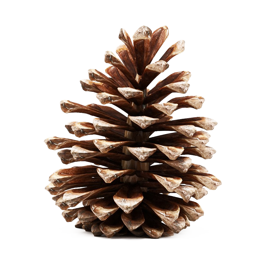 Download PNG image - Pinecone PNG Photos 