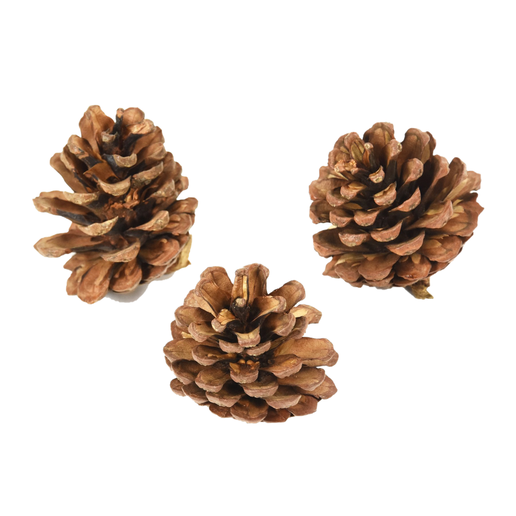 Download PNG image - Pinecone PNG Pic 