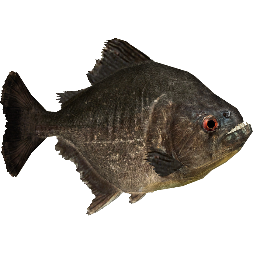 Download PNG image - Piranha PNG Picture 