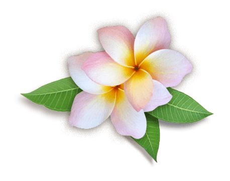 Download PNG image - Plumeria PNG HD 