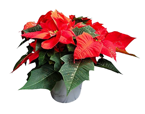 Poinsettia PNG File