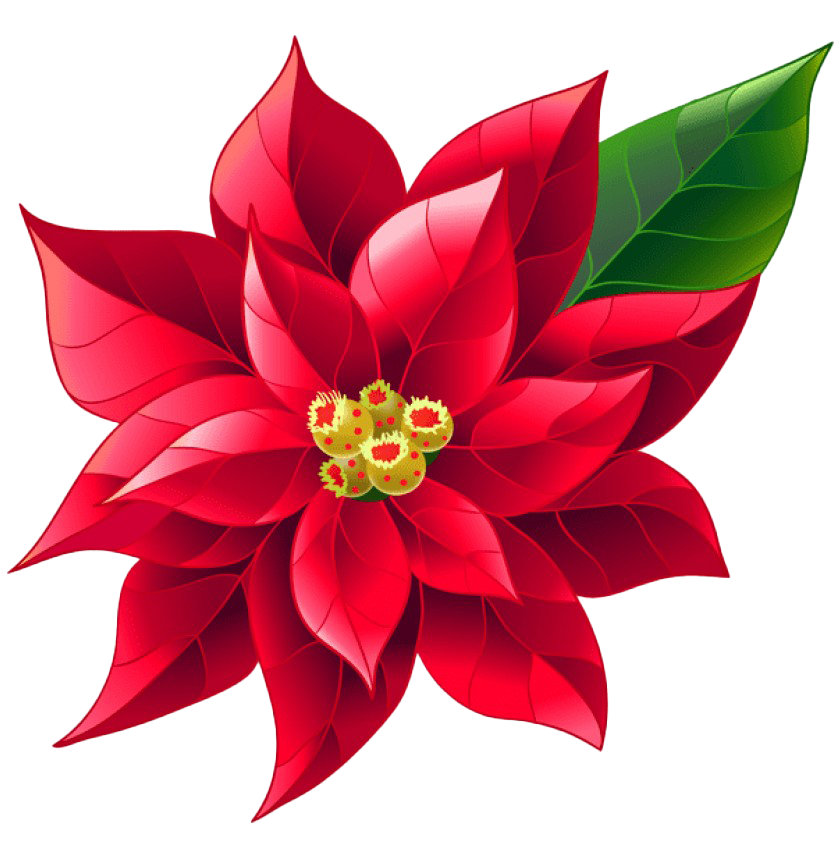Download PNG image - Poinsettia PNG Photo 