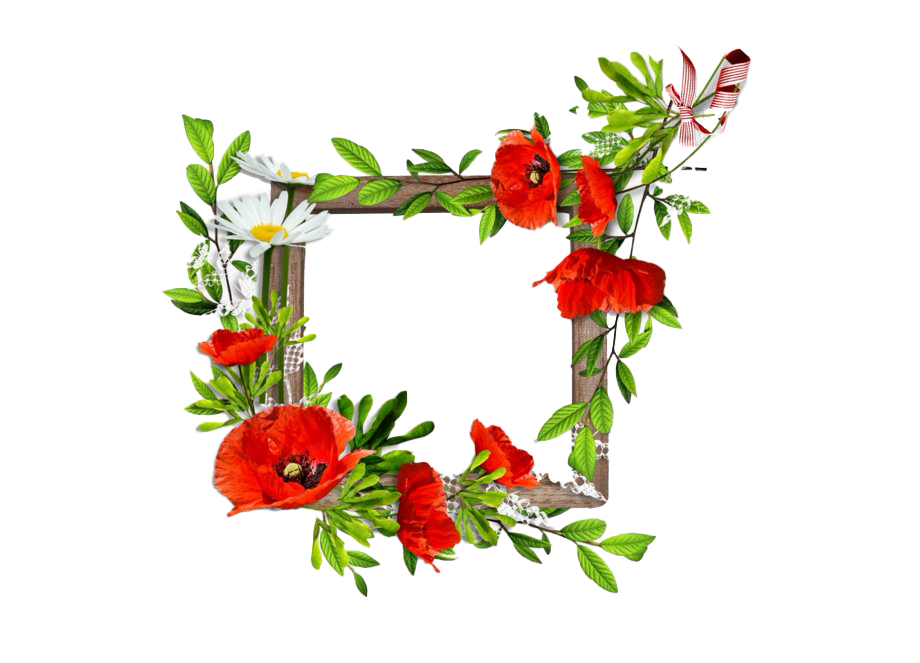 Download PNG image - Poppy Flower Frame PNG Clipart 