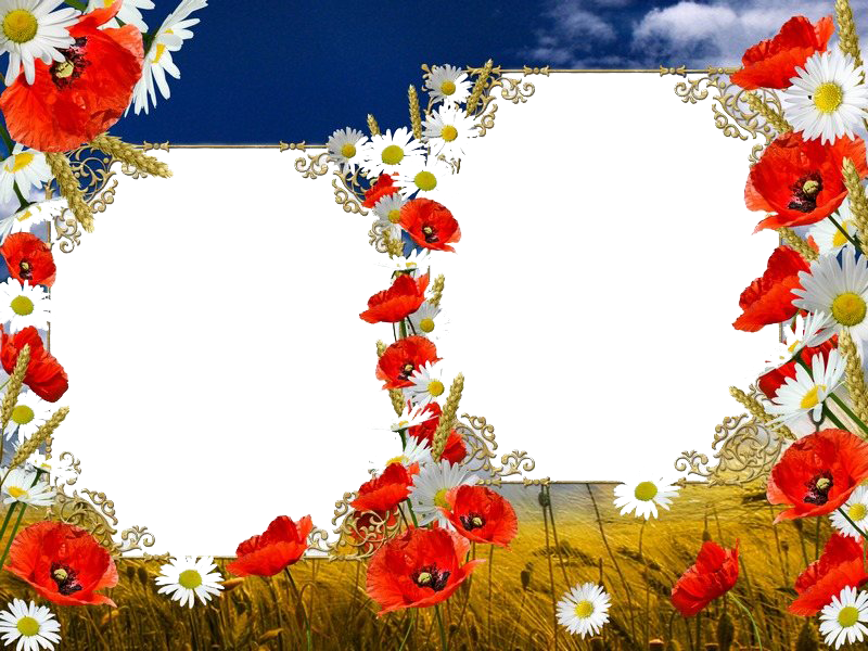 Download PNG image - Poppy Flower Frame PNG File 