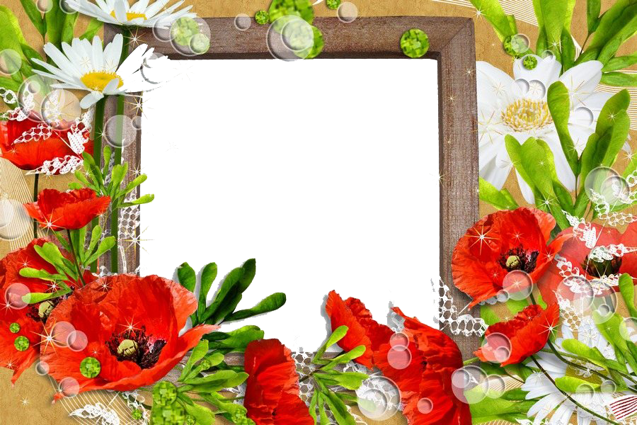 Download PNG image - Poppy Flower Frame PNG Photos 