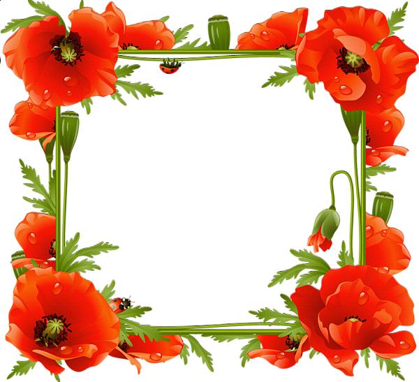 Download PNG image - Poppy Flower Frame PNG Pic 
