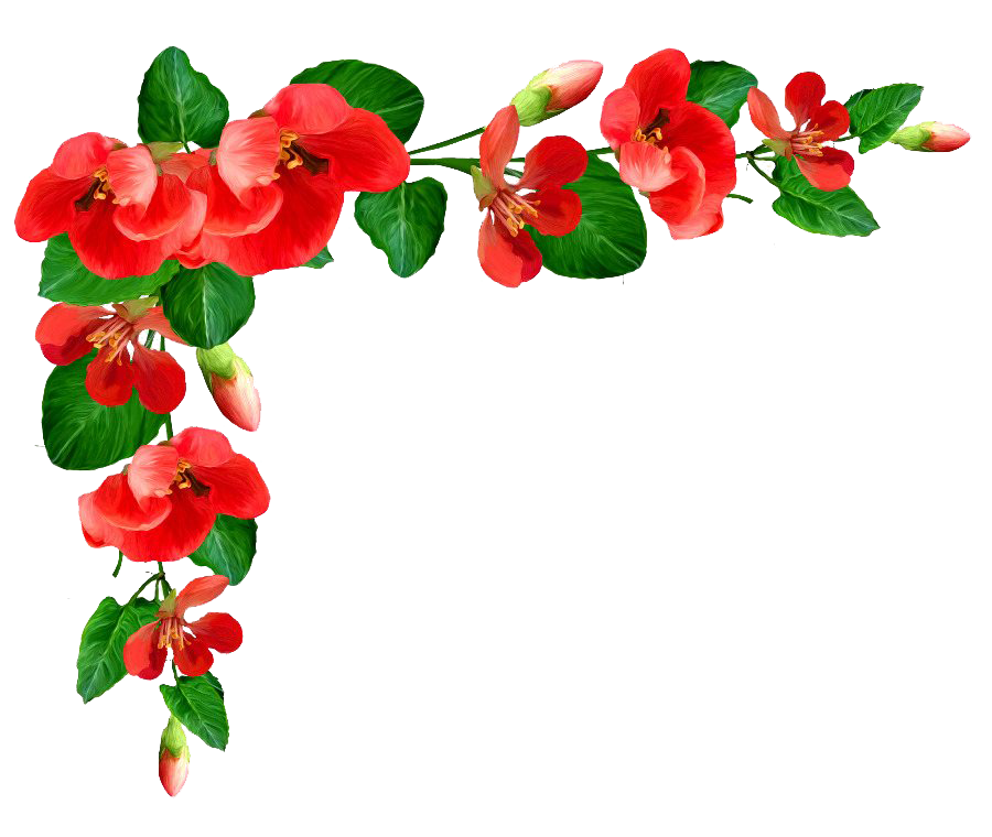 Download PNG image - Poppy Flower Frame PNG Picture 